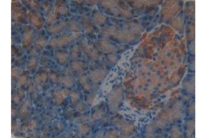 DAB staining on IHC-P; Samples: Rat Pancreas Tissue (SHBG antibody  (AA 222-358))