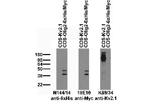 Immunoblot against extracts of COS cells transiently transfected with 6xHis/Myc-tagged Olig2 or untagged Kv2.