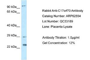 Western Blotting (WB) image for anti-Chromosome 17 Open Reading Frame 70 (C17ORF70) (N-Term) antibody (ABIN2789177)