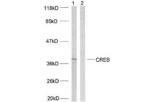 Western blot analysis of extracts from HeLa cells using CREB (Ab-133) antibody (E021052). (CREB1 antibody)