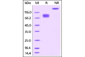 Biotinylated Human B7-2, Fc Tag on SDS-PAGE under reducing (R) and no-reducing (NR) conditions. (CD86 Protein (CD86) (AA 26-247) (Fc Tag,AVI tag,Biotin))