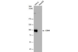 WB Image CD44 antibody detects CD44 protein by western blot analysis. (CD44 antibody)