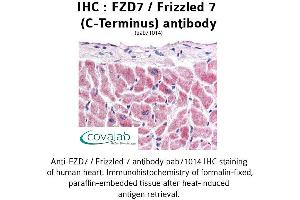 Image no. 1 for anti-Frizzled Family Receptor 7 (FZD7) (C-Term) antibody (ABIN1734506)