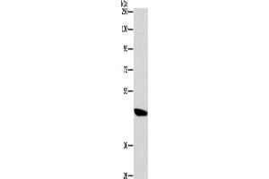 Western Blotting (WB) image for anti-Bombesin-Like Receptor 3 (BRS3) antibody (ABIN2432736) (BRS3 antibody)