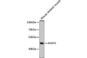 ADAP2 antibody