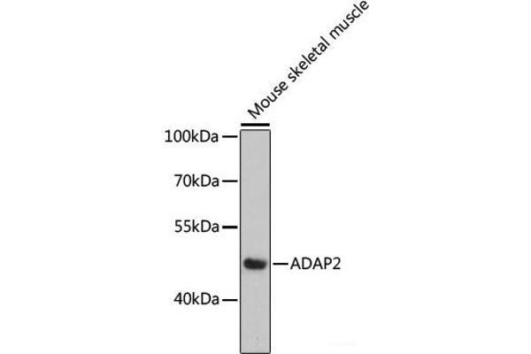 ADAP2 anticorps