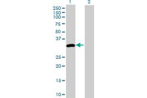 Western Blot analysis of DAPP1 expression in transfected 293T cell line by DAPP1 MaxPab polyclonal antibody. (DAPP1 antibody  (AA 1-280))