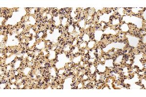 Detection of C3a in Rat Lung Tissue using Polyclonal Antibody to Complement Component 3a (C3a) (C3a antibody  (AA 671-748))