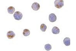 Immunocytochemistry of CTRP6 in HeLa cells with AP30256PU-N CTRP6 antibody at 10 μg/ml. (CTRP6 antibody  (C-Term))