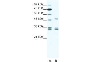 Western Blotting (WB) image for anti-Zinc Finger Protein 488 (ZNF488) antibody (ABIN2461317) (ZNF488 antibody)