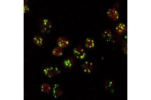 Immunoflorescence (10ug/ml) staining (red, AlexaFluor 555) of Drosophila S2 cells, co-stained with MG130 rabbit antibody (green, AlexaFluor 488).