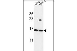 SPRR1A Antibody (C-term) (ABIN653515 and ABIN2842918) western blot analysis in Jurkat,MCF-7 cell line lysates (35 μg/lane). (SPRR1A antibody  (C-Term))