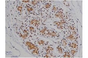ABIN6267360 at 1/200 staining Human heart tissue sections by IHC-P. (MAPT antibody  (pSer396))