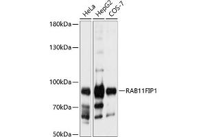 Western blot analysis of extracts of various cell lines, using RFIP1 antibody (ABIN6130589, ABIN6146543, ABIN6146544 and ABIN6224932) at 1:1000 dilution. (RAB11FIP1 antibody  (AA 330-540))