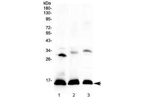 Western blot testing of 1) human placenta, 2) rat spleen and 3) mouse spleen lysate with HBD antibody at 0. (HBd antibody)