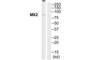 Western blot analysis of extracts from 293 cells, using MX2 antibody.