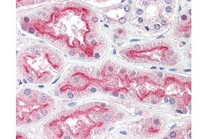 Anti-AGAP3 / CENTG3 antibody IHC of human kidney. (AGAP3 antibody  (AA 899-911))