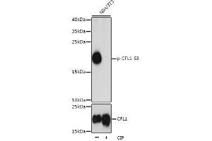 Western blot analysis of extracts of NIH/3T3 cells using Phospho-CFL1(S3) Polyclonal Antibody at dilution of 1:1000. (Cofilin antibody  (pSer3))