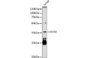 Western blot analysis of extracts of Jurkat cells, using HTR4 antibody (ABIN3016732, ABIN1680374 and ABIN7101499) at 1:1000 dilution. (Serotonin Receptor 4 antibody)