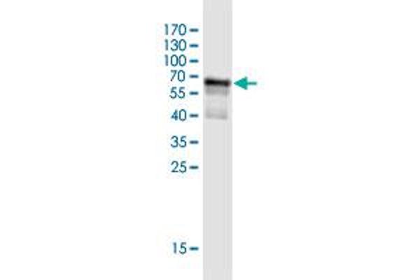 KIAA1191 antibody  (AA 1-305)