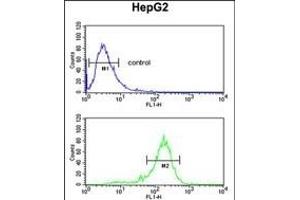 RN Antibody (Center) (ABIN651929 and ABIN2840458) flow cytometric analysis of HepG2 cells (bottom histogram) compared to a negative control cell (top histogram). (RNF208 antibody  (AA 86-115))