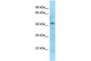 Image no. 1 for anti-Dom-3 Homolog Z (DOM3Z) (AA 85-134) antibody (ABIN6748344) (DOM3Z antibody  (AA 85-134))