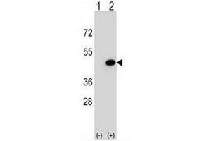 Western blot analysis of EIF3H (arrow) using rabbit polyclonal EIF3H Antibody (N-term) . (EIF3H antibody  (N-Term))