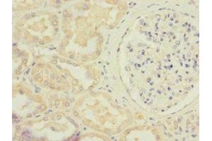 Immunohistochemistry of paraffin-embedded human kidney tissue using ABIN7170731 at dilution of 1:100 (STRADA antibody  (AA 25-210))
