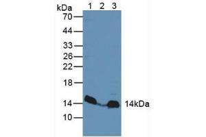 Figure. (MAPKSP1 antibody  (AA 1-124))