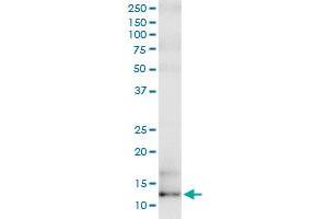 Immunoprecipitation of SAA4 transfected lysate using anti-SAA4 MaxPab rabbit polyclonal antibody and Protein A Magnetic Bead , and immunoblotted with SAA4 purified MaxPab mouse polyclonal antibody (B02P) . (SAA4 antibody  (AA 1-130))