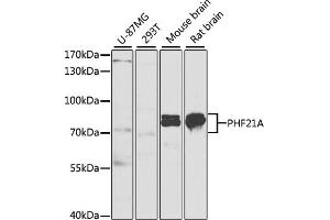 Western blot analysis of extracts of various cell lines, using PHF21A antibody (ABIN6128445, ABIN6145543, ABIN6145544 and ABIN6221941) at 1:1000 dilution. (PHF21A antibody  (AA 461-680))