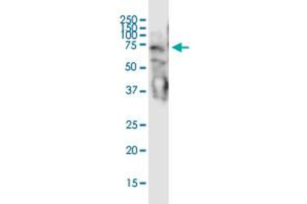 Double-stranded RNA-binding protein Staufen homolog 2 (STAU2) (AA 2-90) antibody