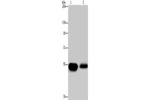 Western Blotting (WB) image for anti-Amyloid beta (A4) Precursor Protein-Binding, Family A, Member 1 (APBA1) antibody (ABIN2432486) (APBA1 antibody)
