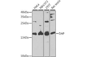 Western blot analysis of extracts of various cell lines, using DAP antibody (ABIN6130322, ABIN6139397, ABIN6139398 and ABIN6221757) at 1:1000 dilution.