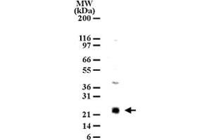 Western blot analysis of LY86 in cell lysates from Ramos using LY86 polyclonal antibody  at 2 ug/mL dilution.