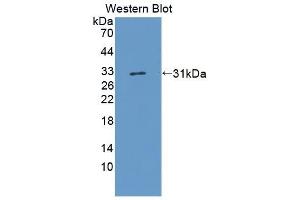 Detection of Recombinant BMPER Human using Polyclonal Antibody to BMP Binding Endothelial Regulator (BMPER) (BMPER antibody  (AA 40-289))