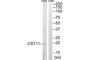 Western blot analysis of extracts from A549 cells, using CST11 antibody. (CST11 antibody  (C-Term))