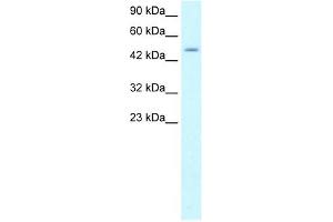 ZNF365 antibody (20R-1067) used at 0. (ZNF365 antibody  (N-Term))