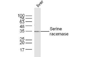 Mouse Liver lysates probed with Serine racemase Polyclonal Antibody, Unconjugated  at 1:300 dilution and 4˚C overnight incubation.