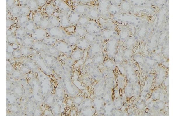 SERP1 antibody  (Internal Region)