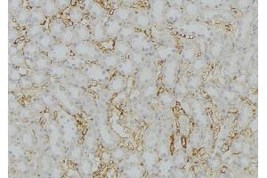 ABIN6279784 at 1/100 staining Mouse kidney tissue by IHC-P. (SERP1 antibody  (Internal Region))