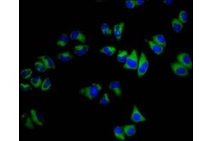 Immunofluorescence staining of Hela cells with ABIN7145527 at 1:200, counter-stained with DAPI. (SGCB antibody  (AA 124-219))