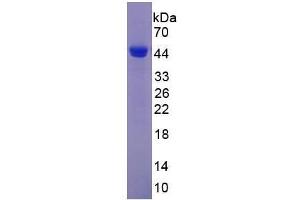 Image no. 2 for Glutamic-Oxaloacetic Transaminase 1, Soluble (Aspartate Aminotransferase 1) (GOT1) (AA 2-413) protein (His tag) (ABIN2120621)