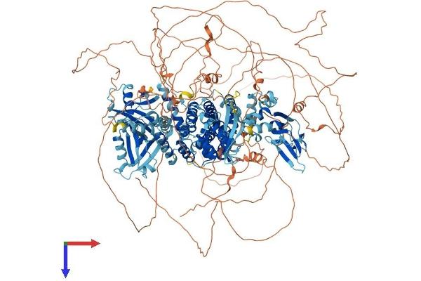 RAPGEF2 Protein (AA 1-1499) (His tag)