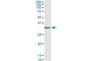 Immunoprecipitation of HOXB1 transfected lysate using anti-HOXB1 monoclonal antibody and Protein A Magnetic Bead , and immunoblotted with HOXB1 MaxPab rabbit polyclonal antibody. (HOXB1 antibody  (AA 101-210))