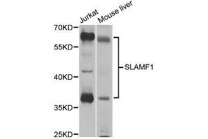 Western blot analysis of extracts of various cell lines, using SLAMF1 antibody. (SLAMF1 antibody  (AA 21-237))