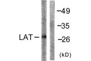Western Blotting (WB) image for anti-Linker For Activation of T Cells (LAT) (AA 191-240) antibody (ABIN2888672) (LAT antibody  (AA 191-240))