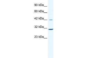 WB Suggested Anti-CCND3 Antibody Titration:  0. (Cyclin D3 antibody  (C-Term))