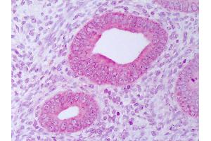 Anti-PDIA3 / ERp57 antibody IHC of human uterus, endometrium. (PDIA3 antibody  (FITC))