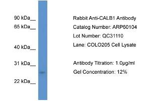 Western Blotting (WB) image for anti-Calbindin (CALB1) (C-Term) antibody (ABIN786083) (CALB1 antibody  (C-Term))